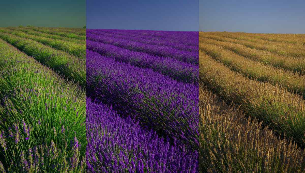 Comparaison visuelle des champs de lavande à différents stades de floraison de juin à juillet pour planifier la route de la lavande