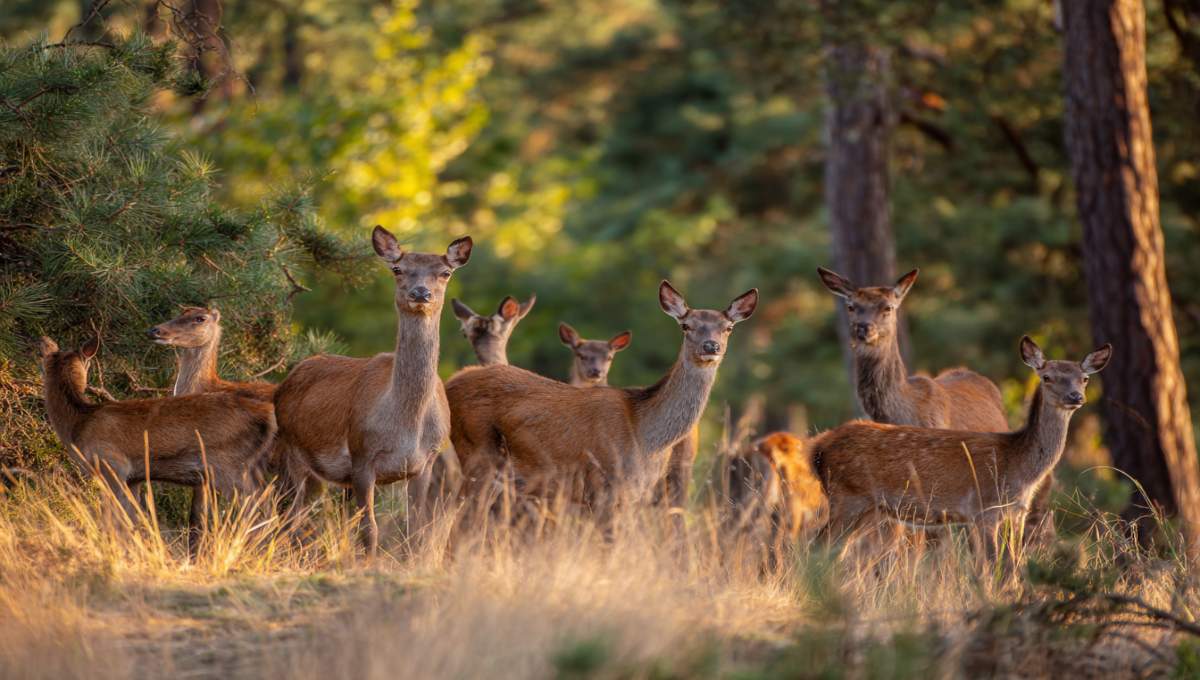 Groupe de daims avec leurs faons dans une clairière du parc animalier du Center Parcs Bois aux Daims