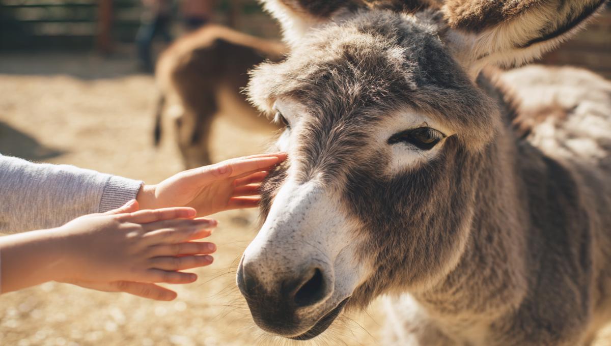 Les ânes sont d'une patience infinie avec les enfants : doux, curieux et parfaits pour une première approche des grands animaux.
