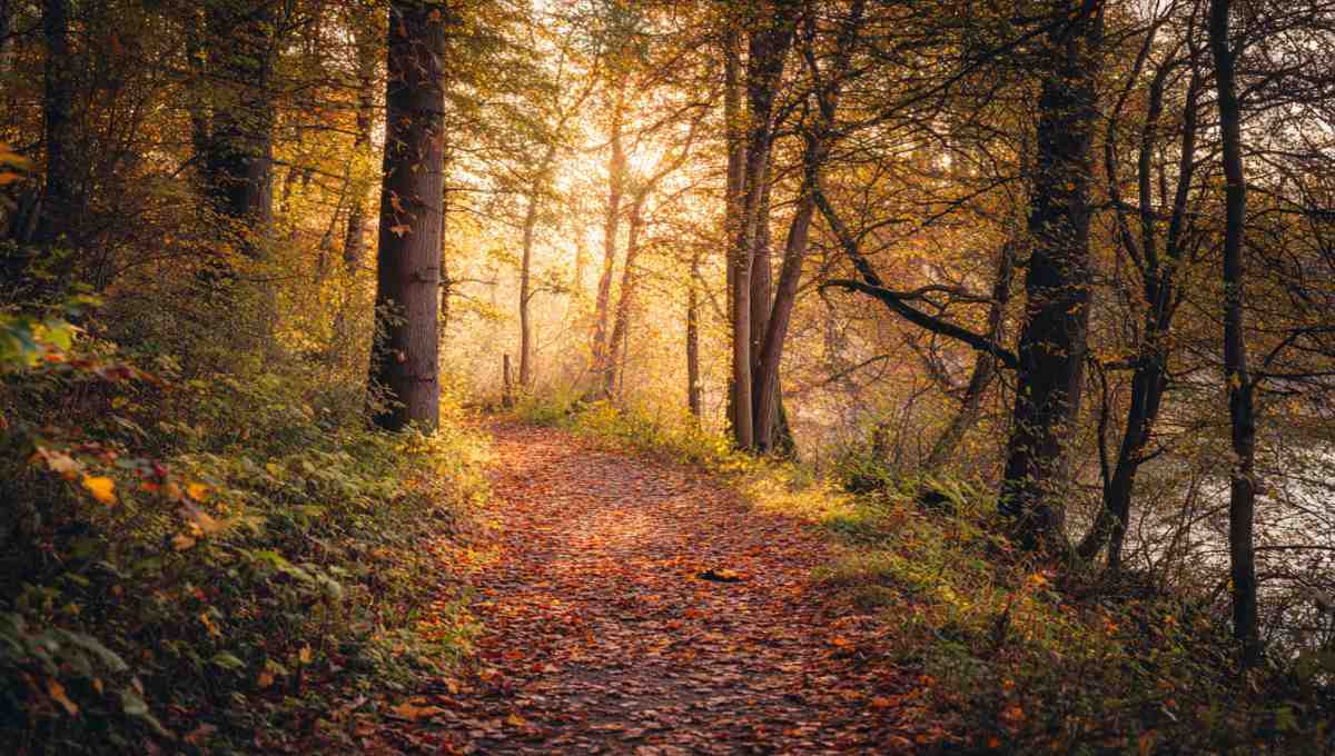 Sentier de randonnée en forêt automnale avec feuilles tombées au sol et arbres aux couleurs chaudes